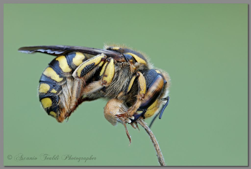 Anthidium sp.